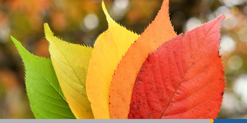 Different colored leaves