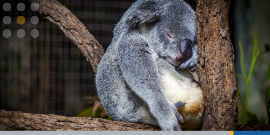 An exhausted koala bear sleeps soundly in a tree.